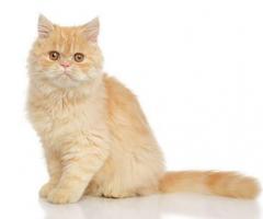 Persian Cats Important Breed