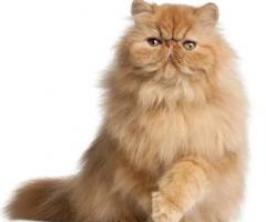 Persian Cats Important Breed