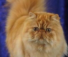 Persian Cats Important Breed