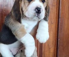 top quality beagle puppies available in sale call me 7200040780