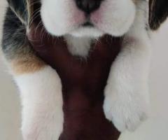 top quality beagle puppies available in sale call me 7200040780