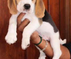 top quality beagle puppies available in sale call me 7200040780