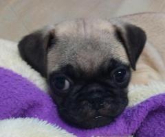 Pug puppies