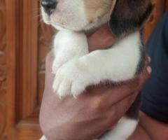 BEAGLE PUPPIES AVAILABLE #CHENNAI 8838311044