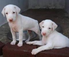 8754615589 Rajapalayam native breed good garding loyalty low maintenance