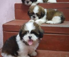 Shih Tzu Puppies Available in chennai ❤️ 7200349948 Best Price ✅