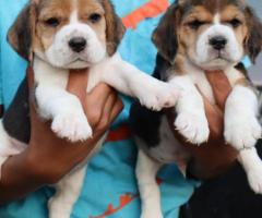 Perfect Marking Beagle Puppies for sale in chennai ☎️ 7200349948