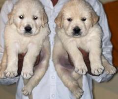 Heavy Bone "English Golden Retriever" Puppies in hand ❤️ Top Quality