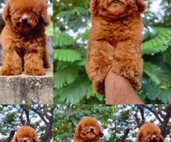 The Real Toy Poodle Puppies in Chennai ❤️ 9710430367 call or whatsapp