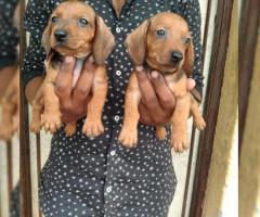 Dachshund Puppy for sale call or whatsapp 7200349948