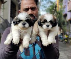 Show Quality Pure "Shih Tzu" Puppies Available with kci certificate & Micro Chip ☎️ 9710430367