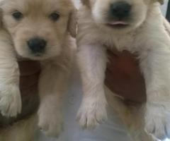 GOLDEN RETRIEVER PUPPIES SELL FOR CHENNAI 8838311044