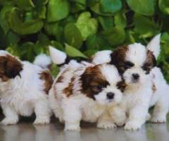 Shihtzu puppies available in Chennai call 866721300 ✅