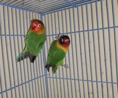 African love birds available