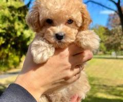 Toy poodle puppies available in Chennai call 7200210425❤️