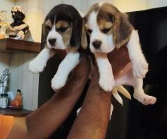 Top bloodline "Beagle" Male Puppies Available in chennai ❤️ 7200349948 ( Original Photo)