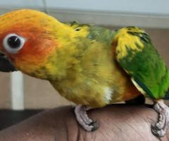 Tamed free flight sun conure for sale