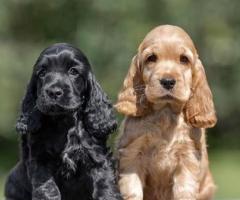 Cocker spaniel puppies ❤️☎️✅available in Chennai call 8667213100