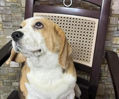 Beagle Dog - Just Rs.1000 - Call 9884433339