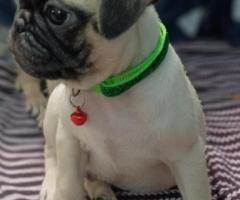 Adorable Pug Puppies for Sale!