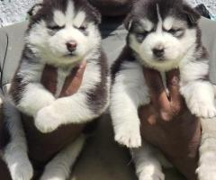 Top quality siberian husky puppies for sale in Chennai call 7200040780