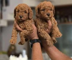 Good quality poodle puppies for sale in Chennai call 7200040780