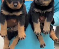 Top quality Rottweiler puppies for sale in Chennai call 7200040780