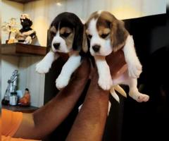 Perfect marking beagle Puppies Available in chennai ❤️ Call 9710430367