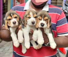 Perfect marking beagle Puppies Available in chennai ❤️ Call 9710430367