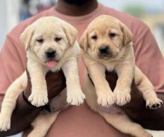 Apple head "Labrador" Puppies Available on hand ☎️ 9710430367