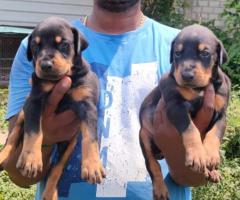 ✨Heavy Bone "Doberman" Puppies for sale   ❇️7200349948 ❇️