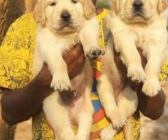 BEST BREED GOLDEN RETRIEVER PUPPIES IN CHENNAI 8838311044