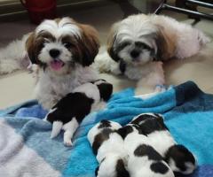 LOVELY QUALITY SHIH TSU PUPPIES AVAILABLE IN CHENNAI 8838311044