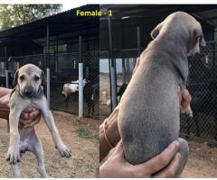 4 Female & 2 Male pure Chippiparai puppies