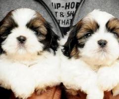 Adorable Shihtzu puppies Avaliable in chennai -Cont @ 9962594950