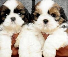 Adorable Shihtzu puppies Avaliable in chennai -Cont @ 9962594950