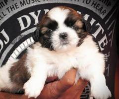 Adorable Shihtzu puppies Avaliable in chennai -Cont @ 9962594950