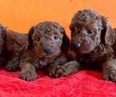 Toy poodle puppies available in Chennai call 8667213100