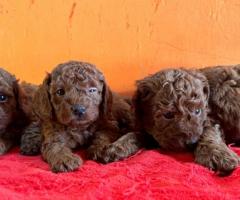 Toy poodle puppies available in Chennai call 8667213100