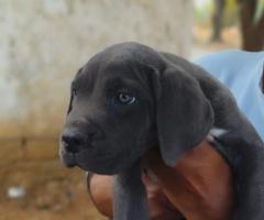 Labrador Male & Female Puppy Available For Loving Home's