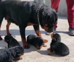 ⚓Massive Quality Rottweiler Puppies for sale  ⛽ Call or whatsapp 7200349948⚓