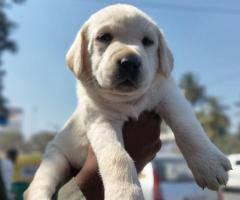 Apple Head ⚡Labrador ⚡Puppies Available on hand ♥️ For Enquires 9710430367